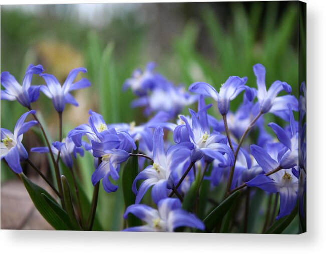 Squill Acrylic Print featuring the photograph Send Flowers Fine Art Print Sweet Squill by Penny Hunt Floral Macro by Penny Hunt
