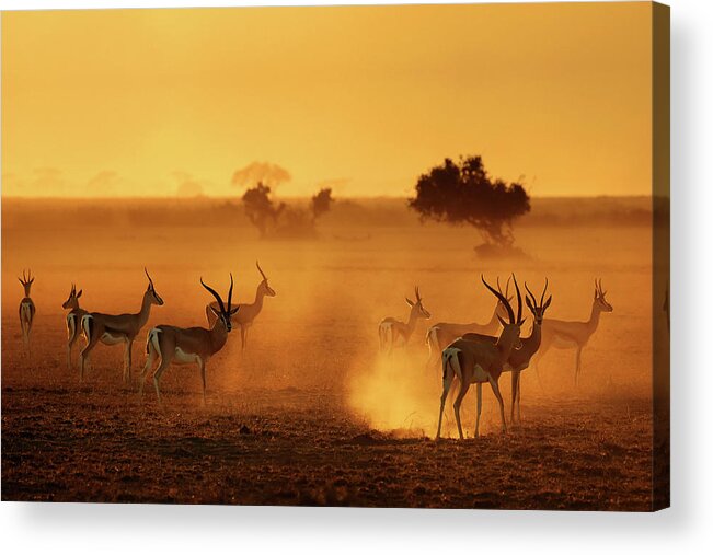 Nature Acrylic Print featuring the photograph Sentinels by Mathilde Guillemot
