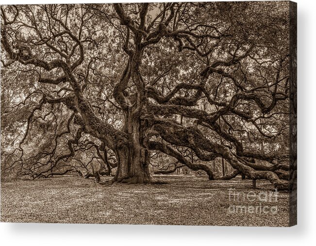 Angel Oak Tree Acrylic Print featuring the photograph Sepia Angel Oak by Dale Powell