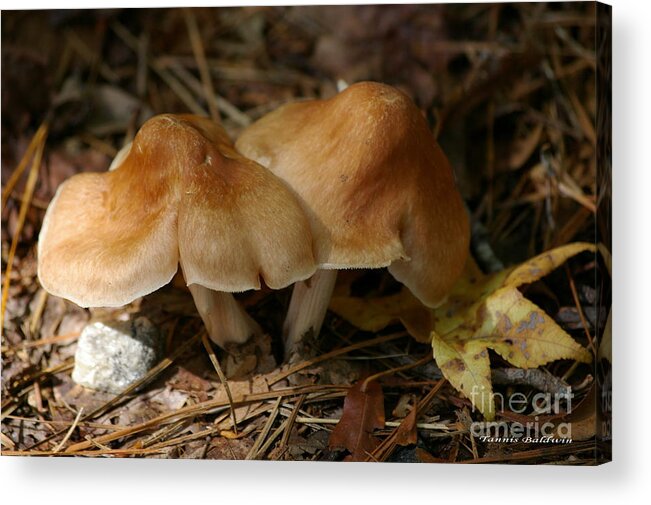 Fungi Acrylic Print featuring the photograph September morn by Tannis Baldwin