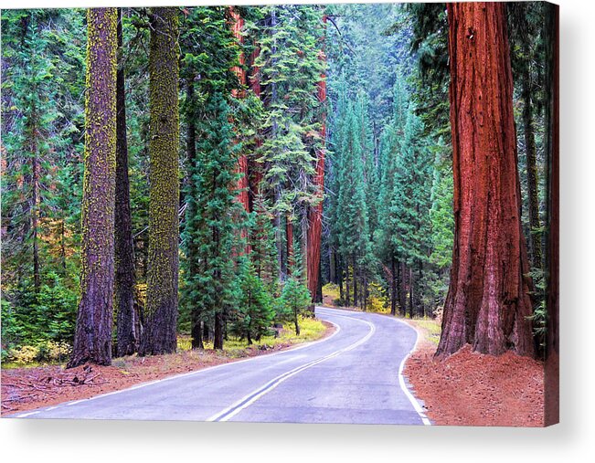 Fiorest Acrylic Print featuring the photograph Sequoia Hwy by Beth Sargent