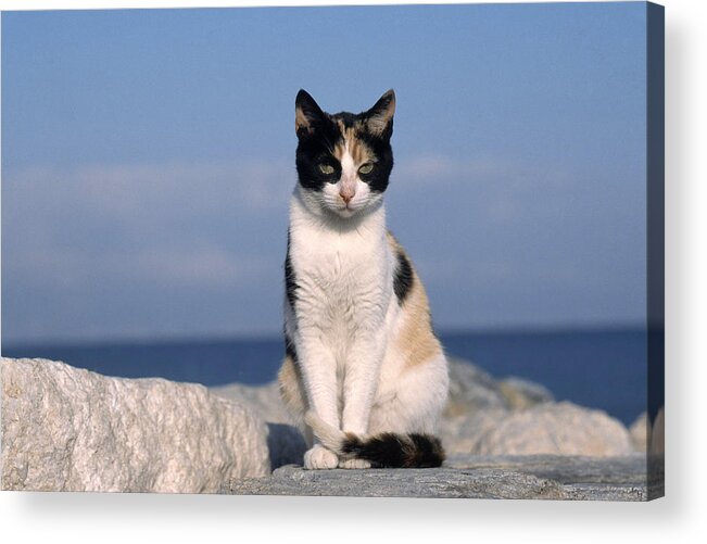 Animal Acrylic Print featuring the photograph Serious Young Calico Cat by Jeanne White