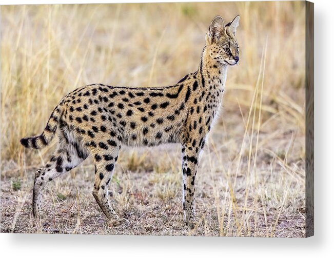 Serval Acrylic Print featuring the photograph Serval Hunting by Jeffrey C. Sink