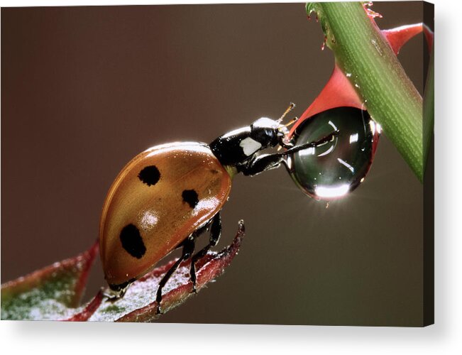 Nis Acrylic Print featuring the photograph Seven-spotted Ladybird Drinking by Jef Meul