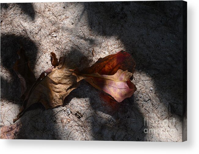 Nature Acrylic Print featuring the photograph Shading by Michelle Meenawong