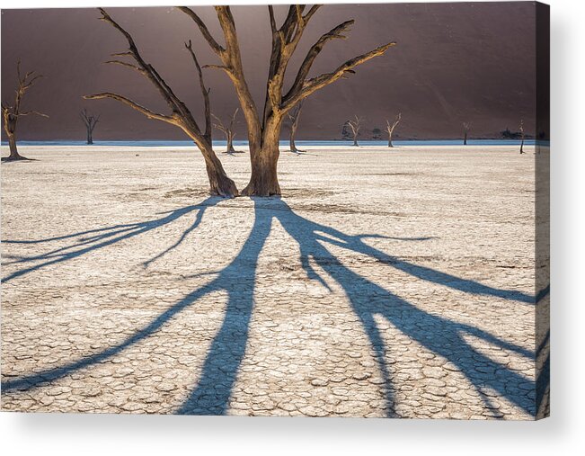 Dead Acrylic Print featuring the photograph Shadow of the Camel Thorn - Dead Vlei Photograph by Duane Miller