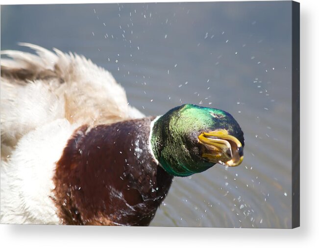 Duck Acrylic Print featuring the photograph Shake It Off by Shane Bechler
