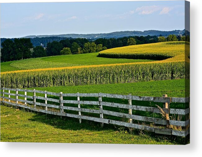 Amish Acrylic Print featuring the photograph Shapely Cornfield by Tana Reiff