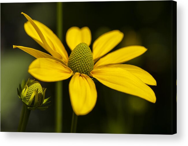 Green Coneflower Acrylic Print featuring the photograph Sharing a Little Light by Dan Hefle