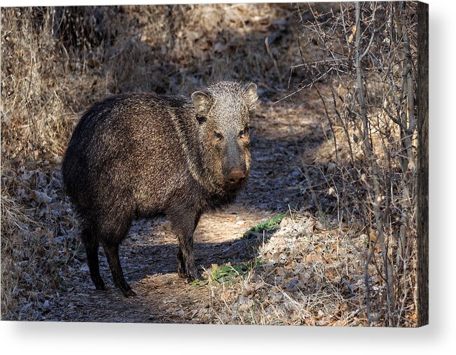 Javelinas Acrylic Print featuring the photograph Sharing the Trail by Kathleen Bishop