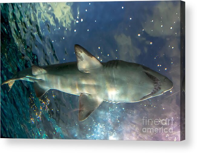 Shark Week Acrylic Print featuring the photograph Shark Above by Cheryl Baxter