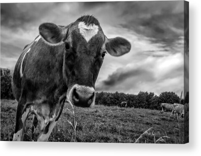 Cows Acrylic Print featuring the photograph She wears her heart for all to see by Bob Orsillo