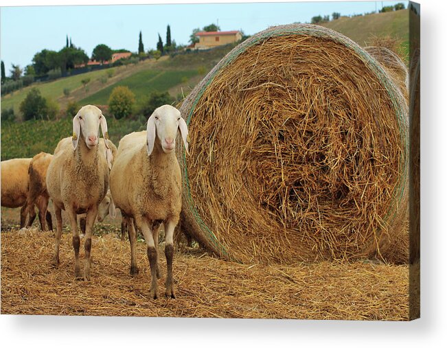 Animal Themes Acrylic Print featuring the photograph Sheep by Emya Photography