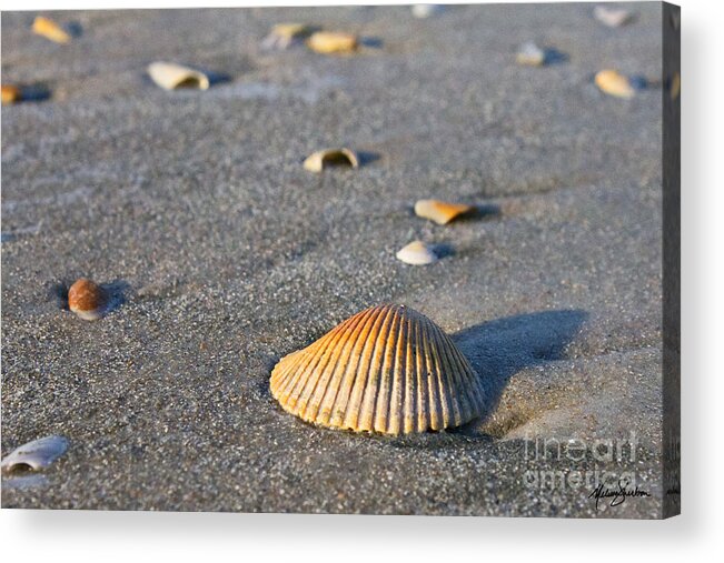 Sea Shell Acrylic Print featuring the photograph Shells 01 by Melissa Fae Sherbon