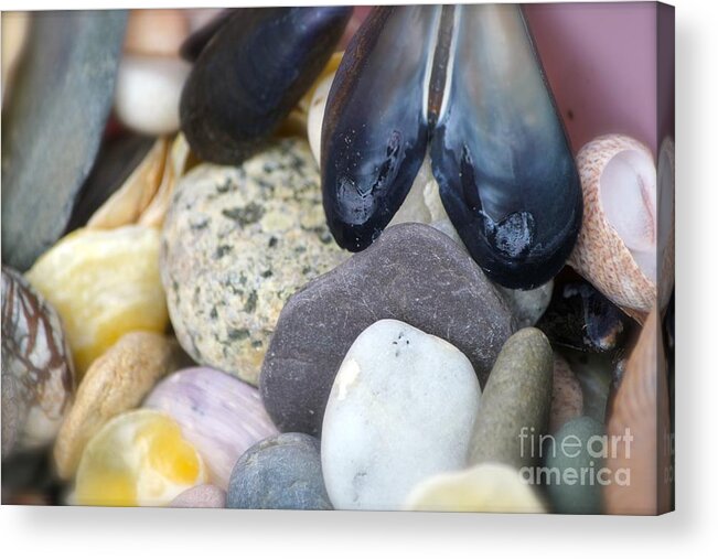 Sea Shells Acrylic Print featuring the photograph Shells by Deena Withycombe