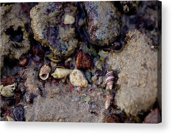 Coral Acrylic Print featuring the photograph Shells in Bauxite by Carole Hinding