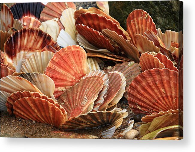 Shells Acrylic Print featuring the photograph Shells On The Shore by Aidan Moran