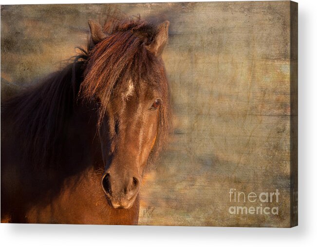 Horse Photography Acrylic Print featuring the photograph Shetland Pony at Sunset by Michelle Wrighton