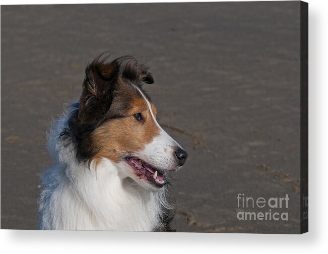Nature Acrylic Print featuring the photograph Shetland Sheepdog On Beach by William H. Mullins