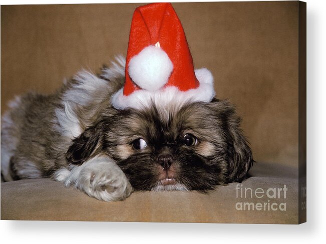 Animal Acrylic Print featuring the photograph Shih Tzu Dressed As Santa Claus by Ron Sanford