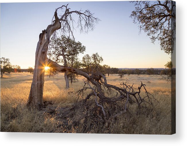 Chico Acrylic Print featuring the photograph Shining Through by Lee Harland