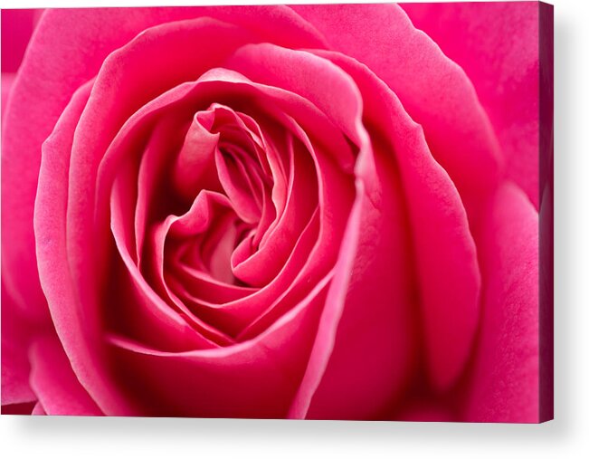 Rose Acrylic Print featuring the photograph Shocking Pink Rose by Ana V Ramirez