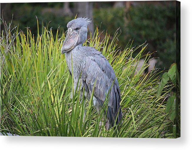 Shoebill Acrylic Print featuring the digital art Shoebill by Photographic Art by Russel Ray Photos