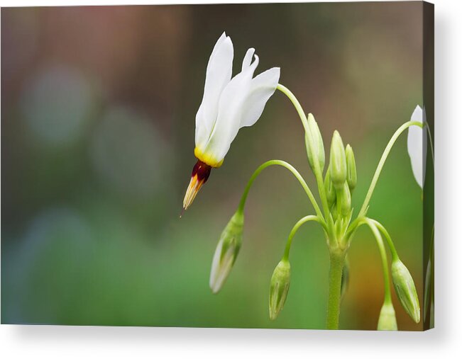 Shooting Star Acrylic Print featuring the photograph Shooting Star Wildflower by Melinda Fawver