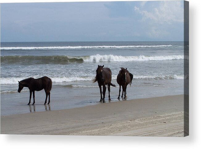 Wild Spanish Mustangs Acrylic Print featuring the photograph Shoreline Stroll by Kim Galluzzo