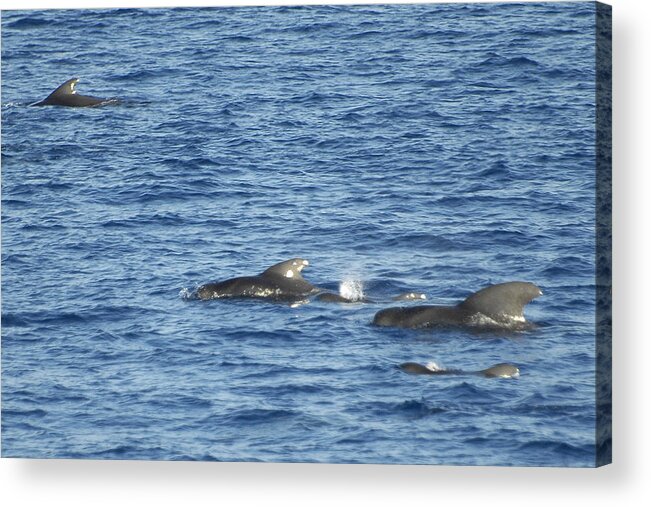 Whales Acrylic Print featuring the photograph Short Finned Pilot Whales by Bradford Martin