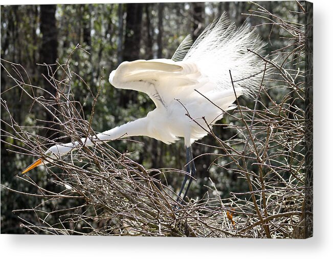 Egret Acrylic Print featuring the photograph Show off by Jessica Brown