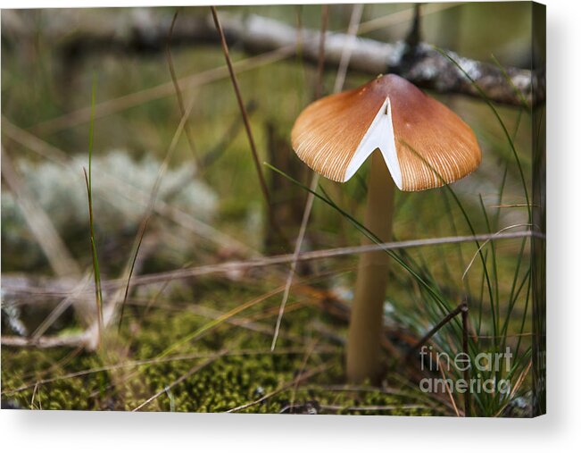 Scenic Acrylic Print featuring the photograph Shroom by Scott Kerrigan