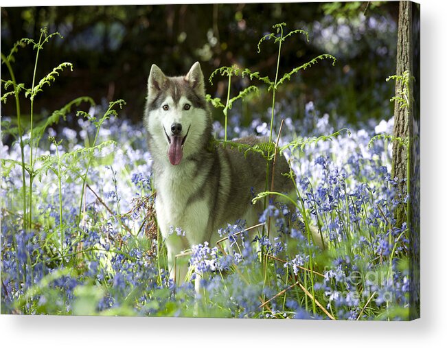 Dog Acrylic Print featuring the photograph Siberian Husky In Bluebells by John Daniels