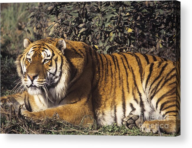 Siberian Tiger Acrylic Print featuring the photograph Siberian Tiger Stalking Endangered Species Wildlife Rescue by Dave Welling