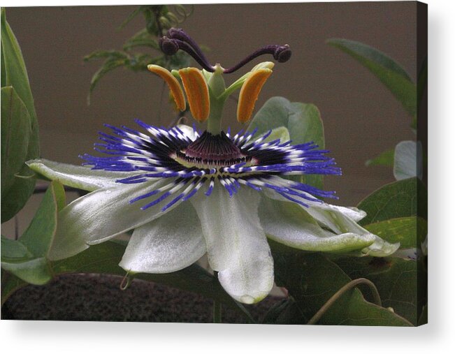 Flower Acrylic Print featuring the photograph Side View of Beautiful Passiflora Flower by Taiche Acrylic Art