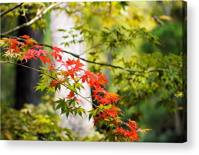 Japanese Maple Acrylic Print featuring the photograph Signs of Autumn 1 by Katherine White