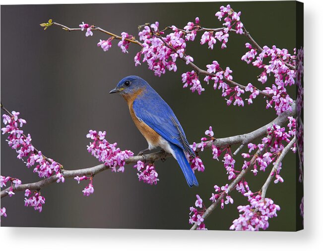 Bluebird Photographs Photographs Acrylic Print featuring the photograph Signs of Spring by Jim E Johnson