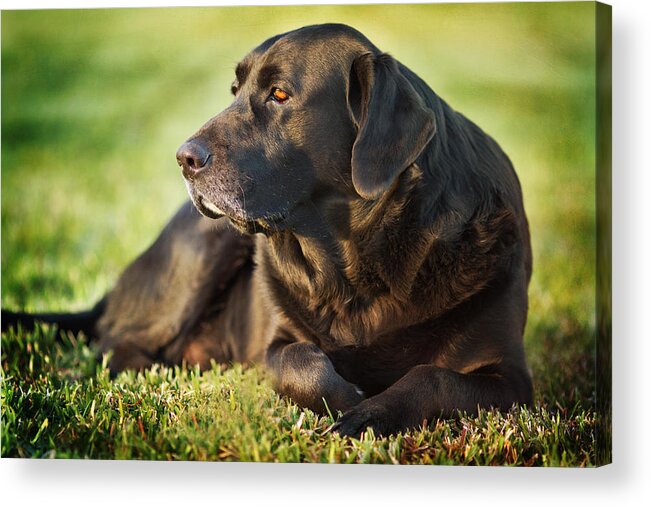 Labrador Dog Black Green Grass Hunting Breed Acrylic Print featuring the photograph Silence by Sharon Jones