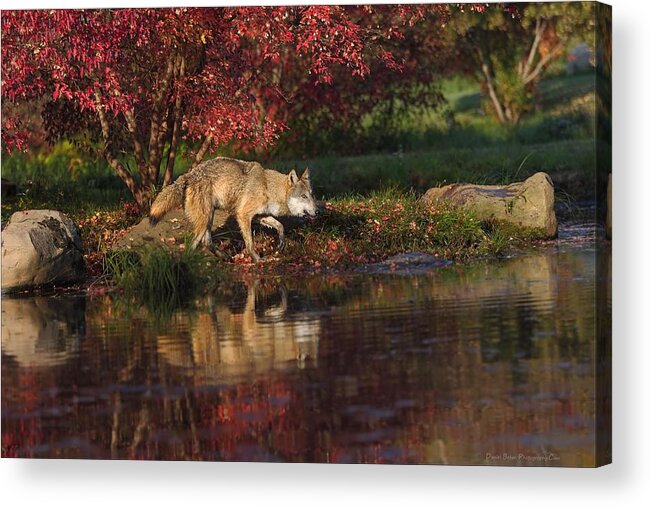 Wolf Acrylic Print featuring the photograph Silent Hunter by Daniel Behm