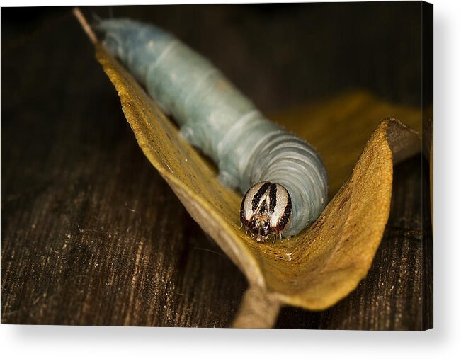 Silk Worm Acrylic Print featuring the photograph Silk Worm 02 by Kevin Chippindall