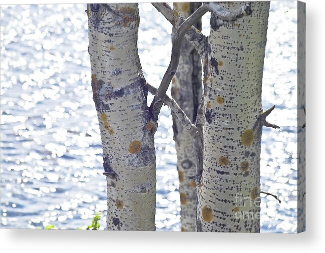 Tree Acrylic Print featuring the photograph Silver birch trees at a sunny lake by Heiko Koehrer-Wagner