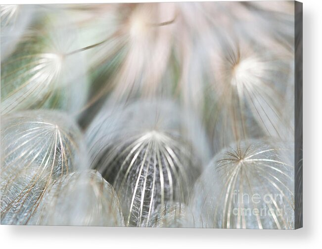 Wildflowers Acrylic Print featuring the photograph Silver Fire by Gwen Gibson