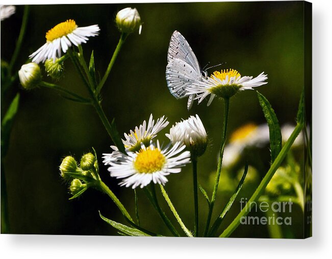 Silvery Blue Butterfly Acrylic Print featuring the photograph Silvery Blue Surprise by Byron Varvarigos