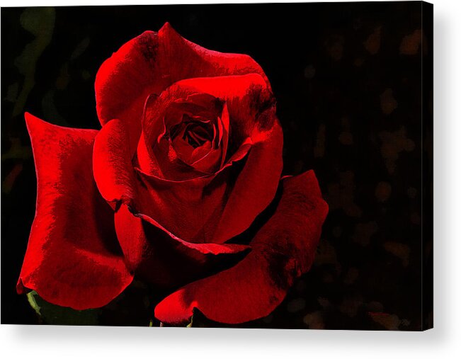 Rose Acrylic Print featuring the photograph Simply Red Rose by Phyllis Denton