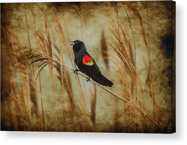 Red Wing Blackbird Acrylic Print featuring the photograph Singing Red Wing by Cathy Kovarik