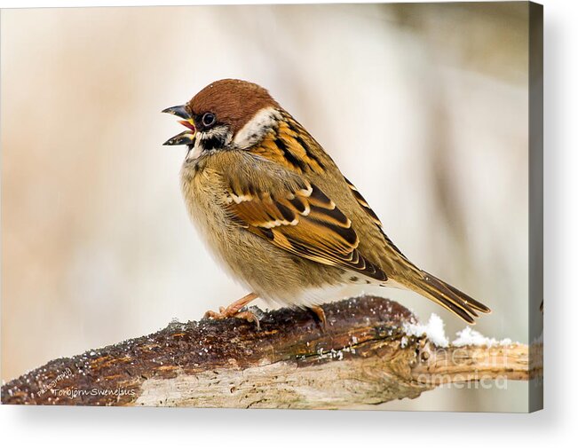 Singing Sparrow Acrylic Print featuring the photograph Singing Sparrow by Torbjorn Swenelius