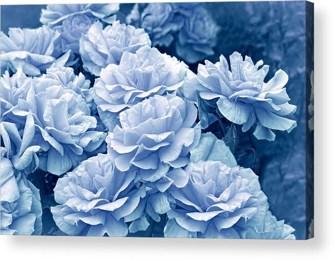 Rose Acrylic Print featuring the photograph Singing the Blues in the Rose Flower Garden by Jennie Marie Schell