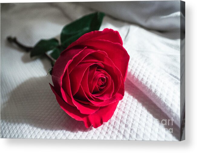 Rose Acrylic Print featuring the photograph Single Red Rose by Arlene Carmel