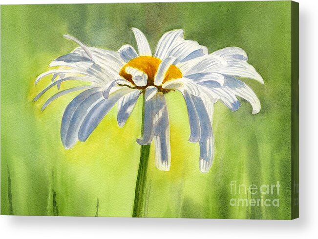 White Daisies Acrylic Print featuring the painting Single White Daisy Blossom by Sharon Freeman