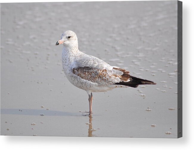 Bird Acrylic Print featuring the photograph Sinking Sand by Eric Liller